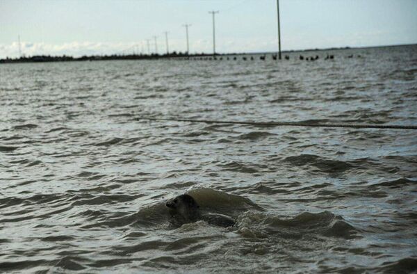 74th rescued seal  - Sputnik International