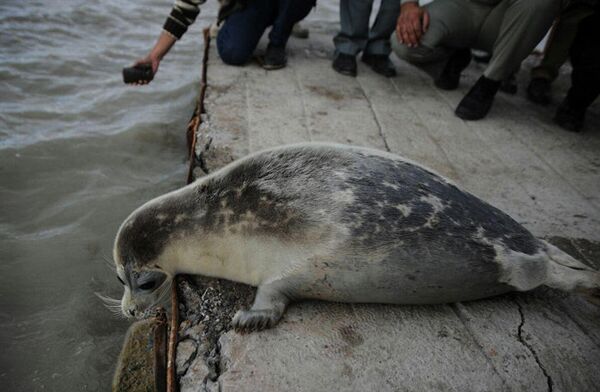 74th rescued seal  - Sputnik International