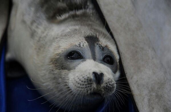 74th rescued seal  - Sputnik International