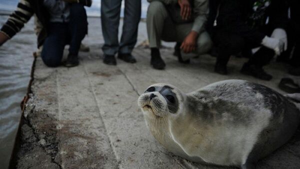 Iranian activists at a special rehabilitation center on the island of Ashur Ada treat wounded and weakened Caspian seals - Sputnik International