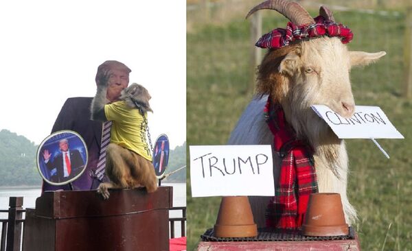 US Polls: 'Psychic' Scottish Goat Bets Clinton, Chinese Monkey Bets Trump - Sputnik International