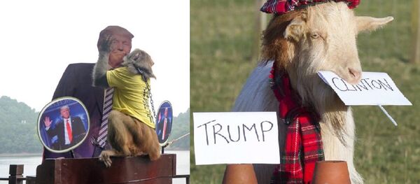US Polls: 'Psychic' Scottish Goat Bets Clinton, Chinese Monkey Bets Trump - Sputnik International