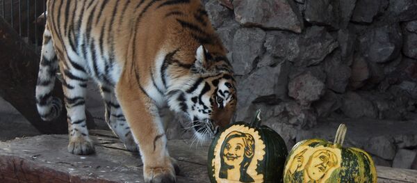 Тигрица и белый медведь из Красноярска предсказали результат президентских выборов в США - Sputnik International