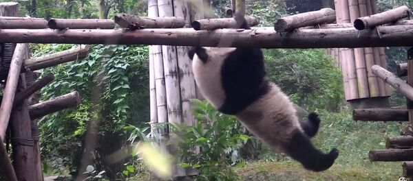 Panda's most embarrassing acrobatic tricks - Sputnik International