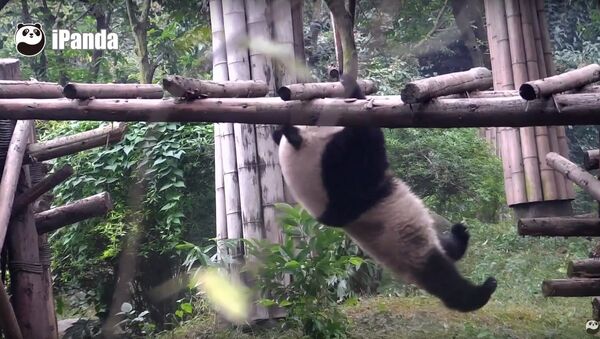 Panda's most embarrassing acrobatic tricks - Sputnik International