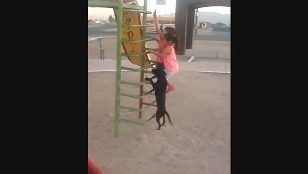 Dog in Mexico climbs ladder to go down slide - Sputnik International