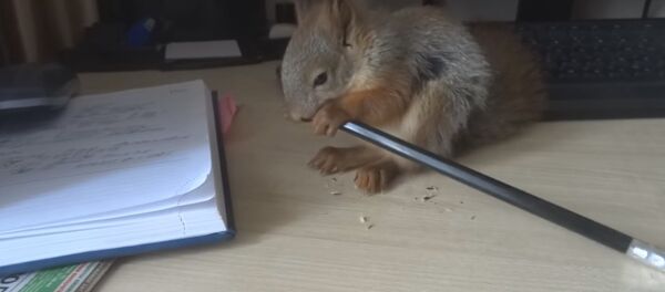 Squirrel Thinks It is a Pencil Sharpener - Sputnik International