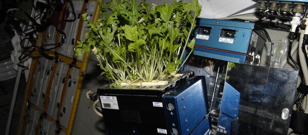 Mizuna lettuce growing aboard the International Space Station before being harvested and frozen for return to Earth - Sputnik International
