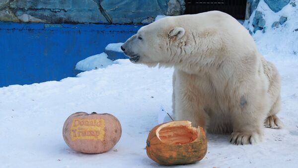 On November 7, Felix the polar bear and Yunona the Amur tigress at the Royev Ruchei Zoo in Krasnoayrsk predicted the results of the upcoming US presidential election. The tigress voted for Hillary Clinton, while the bear supporting Donald Trump - Sputnik International