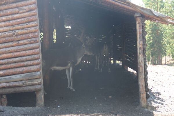 A modern deer house at the Selkups’ cattle camp near the Shirta River, an inflow of the Taza River. It is built to protect the deer from midges A modern deer house at the Selkups’ cattle camp near the Shirta River, an inflow of the Taza River. It is built to protect the deer from midges - Sputnik International