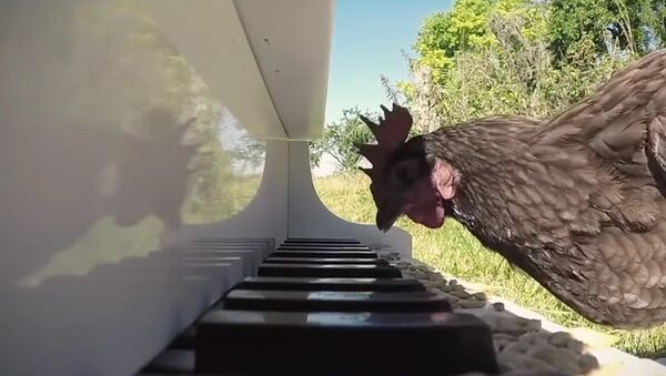 Talented chicken plays piano like a pro - Sputnik International