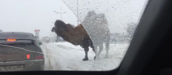 Camel Traffic Camel Traffic - Sputnik International