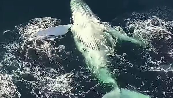 Whales Captured By Drone Photographer - Sputnik International