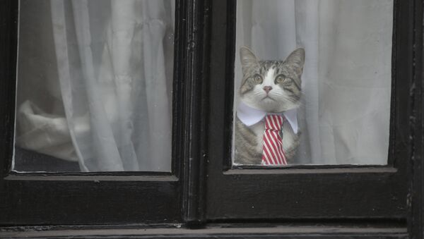 A cat named 'James' wearing a collar and tie looks out of the window of the Ecuadorian Embassy in London on November 14, 2016 where WikiLeaks founder Julian Assange was being questioned over a rape allegation against him. - Sputnik International