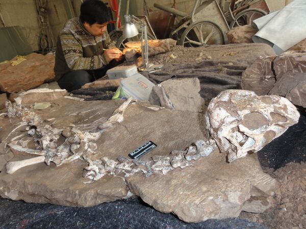 A conservator works beside the Tongtianlong skeleton - Sputnik International