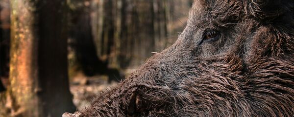 Boar in the forest Boar in the forest - Sputnik International