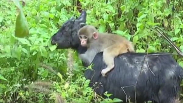Baby Monkey Adopted by Family of Goats in China - Sputnik International