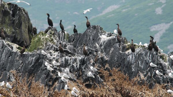Cormorants and kittiwakes on an offshore rock. - Sputnik International