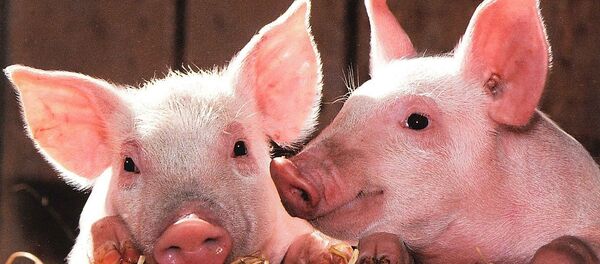 Pigs Pigs - Sputnik International