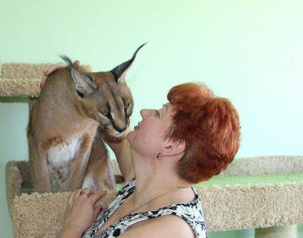 Caracal, Ginny the caracat's father Caracal, Ginny the caracat's father - Sputnik International