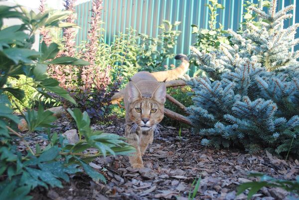 Ginny the caracat Ginny the caracat - Sputnik International