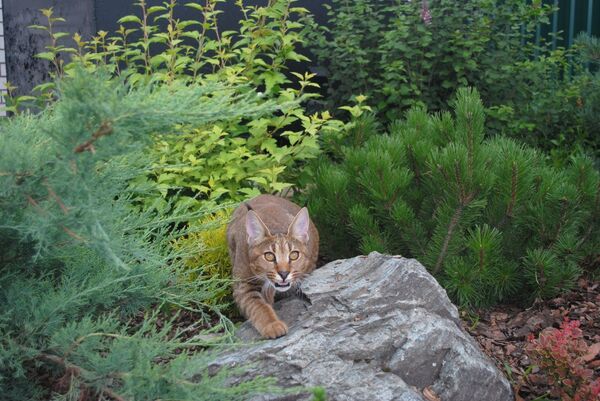 Ginny the caracat Ginny the caracat - Sputnik International