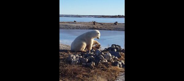 Polar bear petting dog - Sputnik International