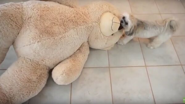 Munchkin the little Shih Tzu drags a huge teddy bear - Sputnik International