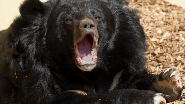 Asiatic Black Bear - Sputnik International