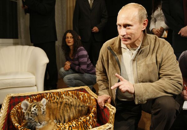 Prime Minister Vladimir Putin presented to journalists a tiger cub which he was given for his birthday on October 7. Prime Minister Vladimir Putin presented to journalists a tiger cub which he was given for his birthday on October 7. - Sputnik International