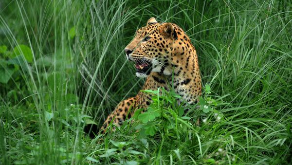 A leopard sits at the rehabilitation centre of the Jaldapara Wild Life Sanctuary, some 165 kms from Siliguri on July 4, 2009 - Sputnik International