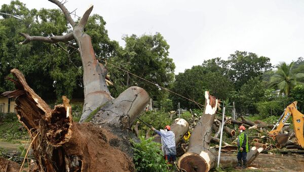 Workers cut a tree that fell and killed a boy outside a school in Panama City, Tuesday, Nov. 22, 2016 - Sputnik International