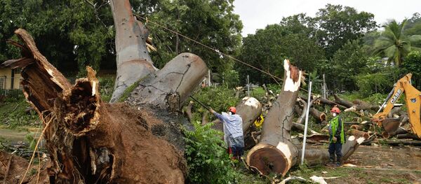 Workers cut a tree that fell and killed a boy outside a school in Panama City, Tuesday, Nov. 22, 2016 - Sputnik International