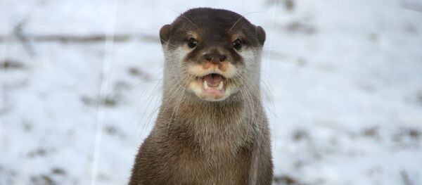 Otter in the Snow - Sputnik International