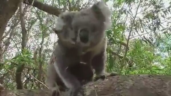 Koala Joeys Climb All Over Their Mum - Sputnik International