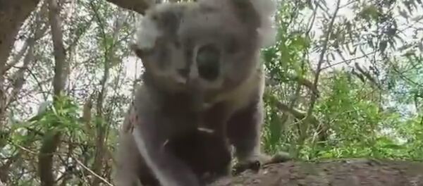 Koala Joeys Climb All Over Their Mum - Sputnik International