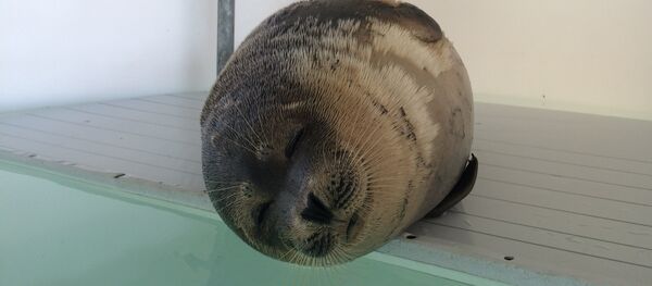 CASPIAN SEALS CASPIAN SEALS - Sputnik International