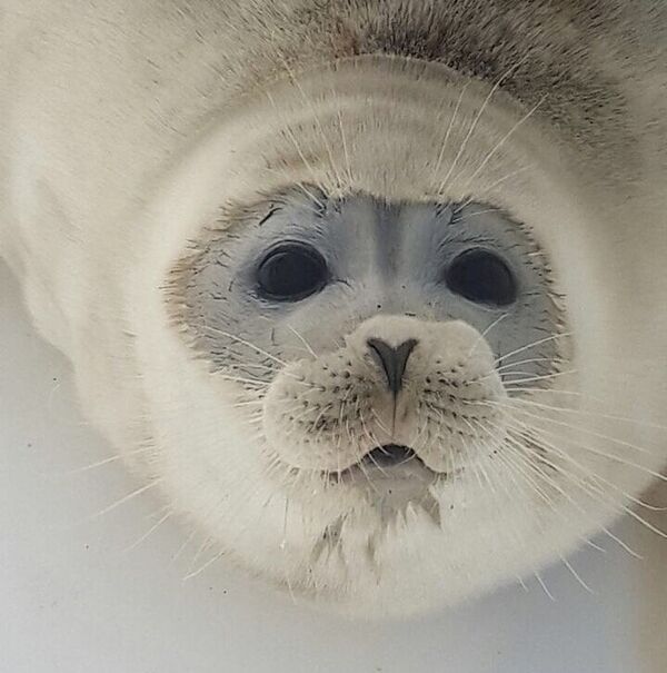 Caspian seal Caspian seal - Sputnik International