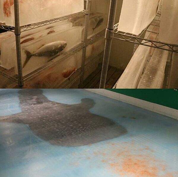 Exhibition of the whale shark Exhibition of the whale shark - Sputnik International