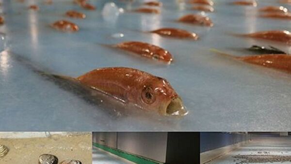 Fishes in ice pickles - Sputnik International
