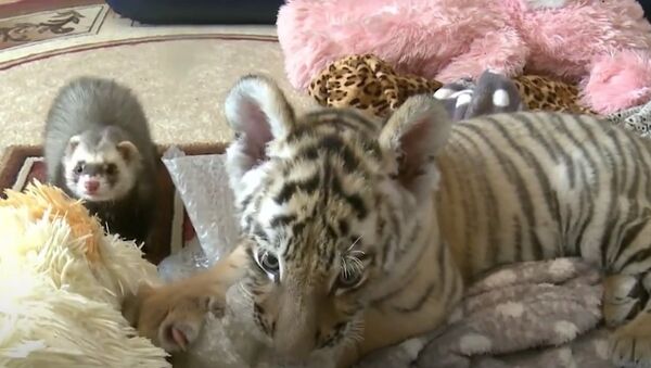 Like Father Like Son: Amur The Tiger's Son Befriends Ferret - Sputnik International