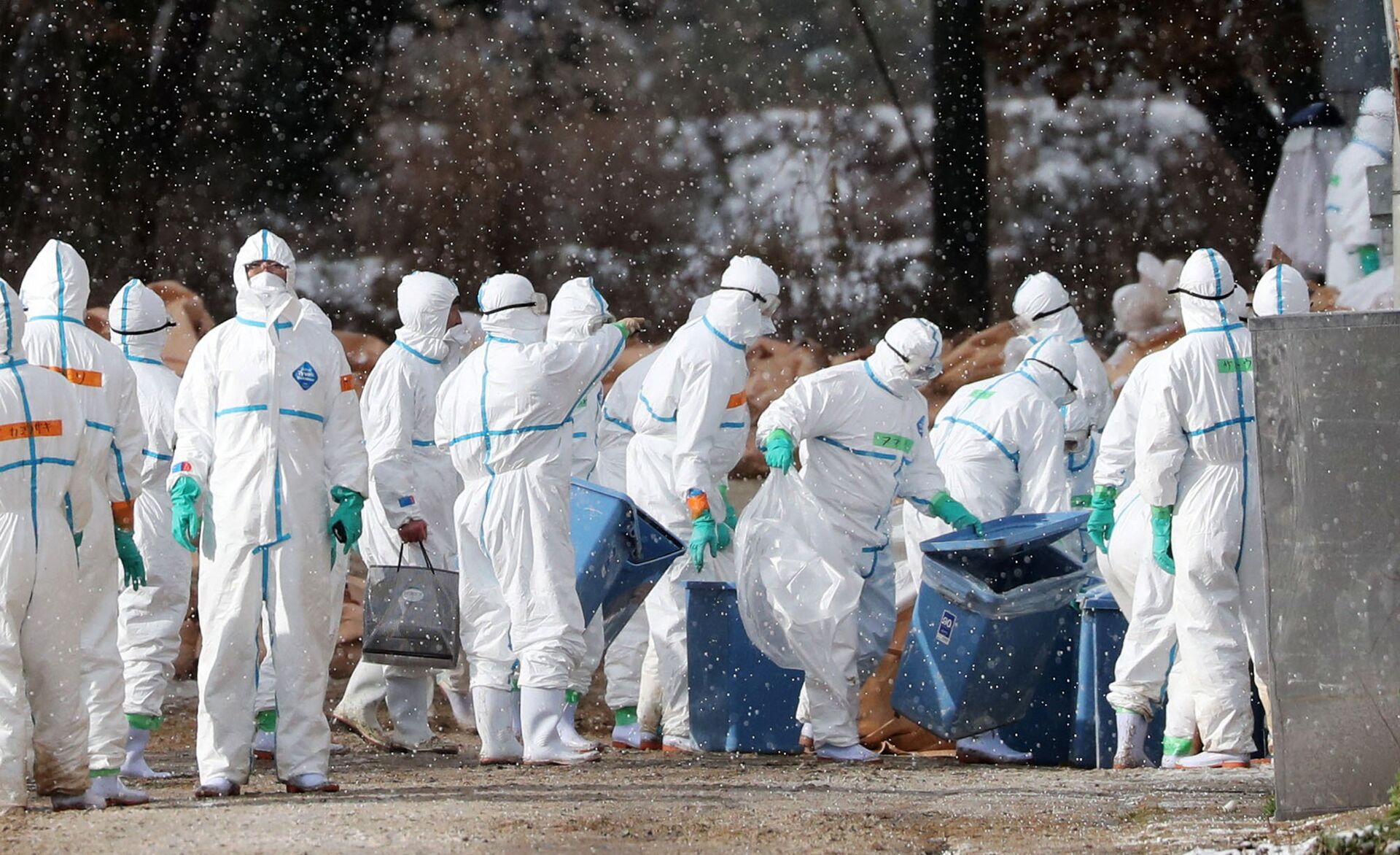 Japan's Chiba Prefecture to Cull Some 410,000 Chickens Over Bird Flu, Reports Say - Sputnik International, 1920, 06.02.2021