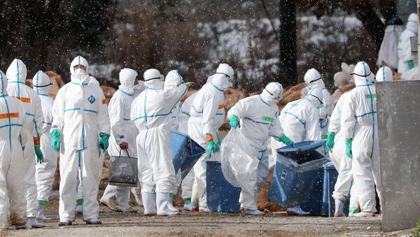 Workers wearing protective suits cull ducks after some tested positive for H5 bird flu at a poultry farm in Aomori, northern Japan, in this photo taken by Kyodo November 29, 2016. - Sputnik International