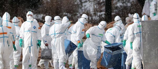 Workers wearing protective suits cull ducks after some tested positive for H5 bird flu at a poultry farm in Aomori, northern Japan, in this photo taken by Kyodo November 29, 2016. - Sputnik International