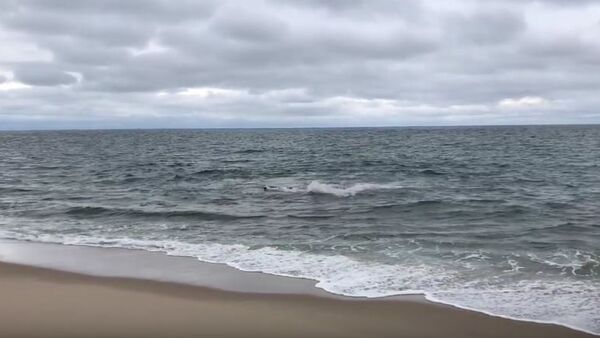 Shark attack at High Head - Sputnik International