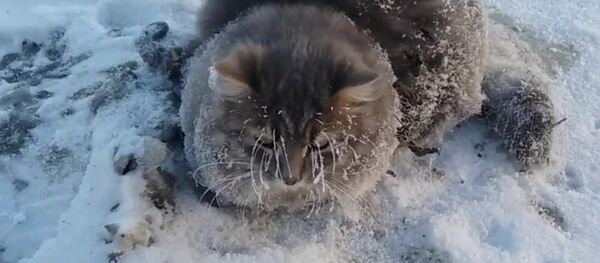 Couple Saves Frozen Kitty Stuck in Ice Couple Saves Frozen Kitty Stuck in Ice - Sputnik International