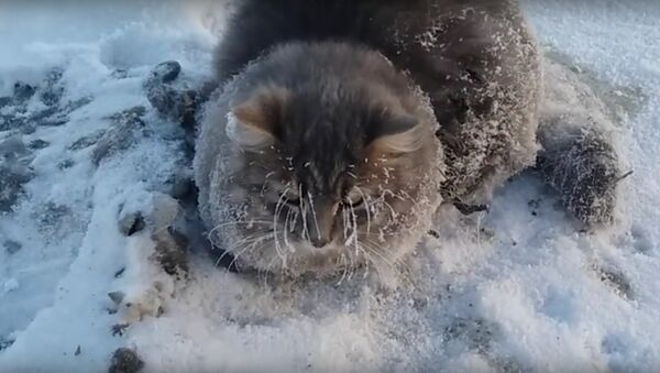 Couple Saves Frozen Kitty Stuck in Ice - Sputnik International