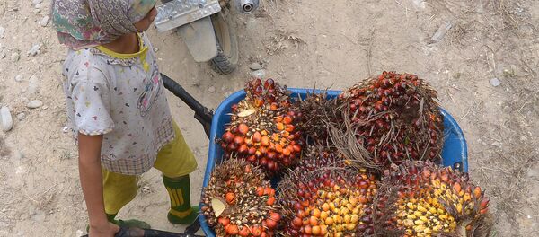 This picture taken on September 16, 2015 shows a girl pushing a cart while working at a palm oil plantation area in Pelalawan, Riau province in Indonesia's Sumatra island. This picture taken on September 16, 2015 shows a girl pushing a cart while working at a palm oil plantation area in Pelalawan, Riau province in Indonesia's Sumatra island. - Sputnik International