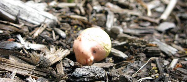 Doll's Head Doll's Head - Sputnik International