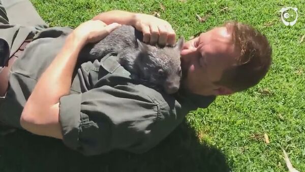 This Wombat thinks he's a dog - Sputnik International